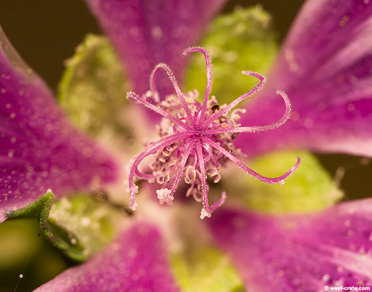 Close-up of Malva sylvestris - click on the image to enlarge Close-up of Malva sylvestris
- click on the image to enlarge