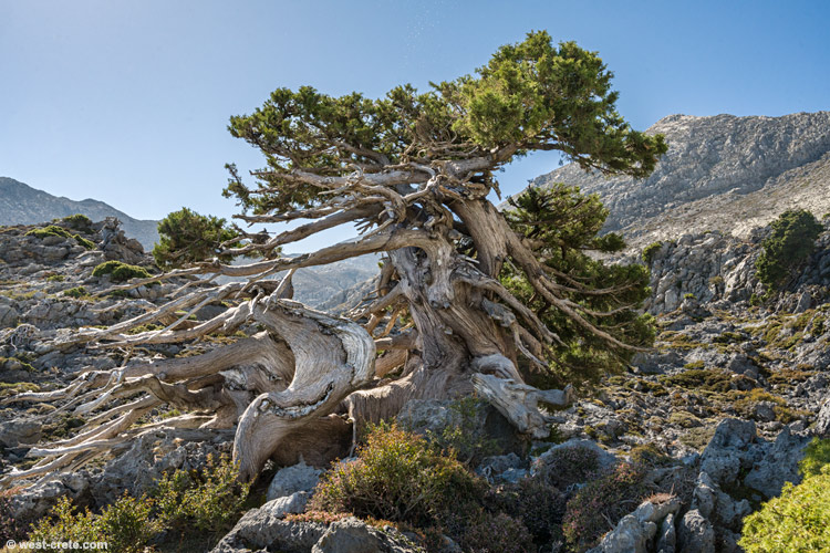 Cypress in the mountains - click on the image to enlarge Cypress in the mountains
- click on the image to enlarge