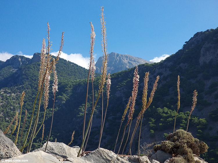 Sea squills above Agia Roumeli - click on the image to enlarge Sea squills above Agia Roumeli
- click on the image to enlarge