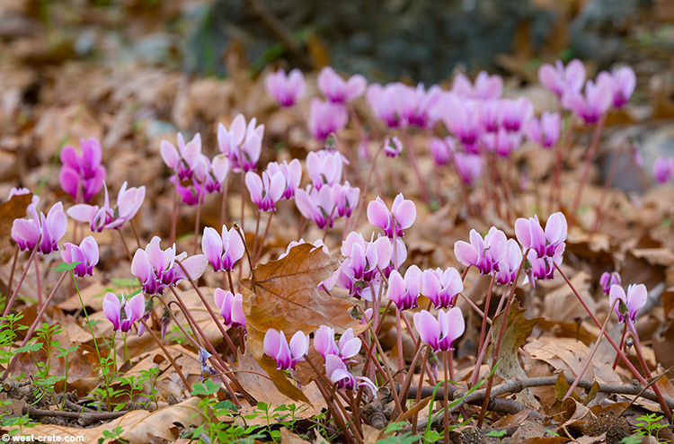 Cyclamen graecum - click on the image to enlarge Cyclamen graecum
- click on the image to enlarge