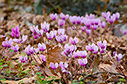 Cyclamen graecum