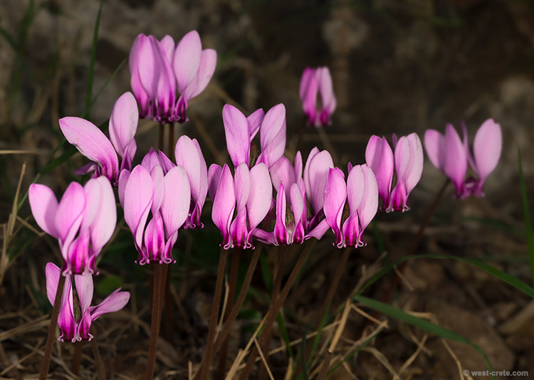 Cyclamen graecum - click on the image to enlarge Cyclamen graecum
- click on the image to enlarge