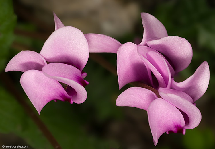 Cyclamen graecum - click on the image to enlarge Cyclamen graecum
- click on the image to enlarge