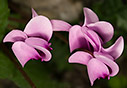Cyclamen graecum