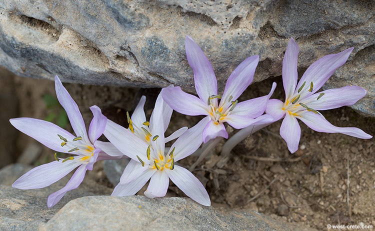 Colchicum cretense - click on the image to enlarge Colchicum cretense
- click on the image to enlarge