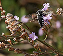 Thyreus bee on flowering Limonium