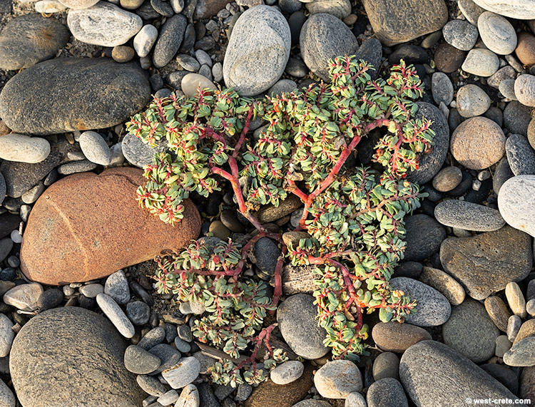 Euphorbia peplis - click on the image to enlarge Euphorbia peplis
- click on the image to enlarge