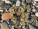 Euphorbia peplis