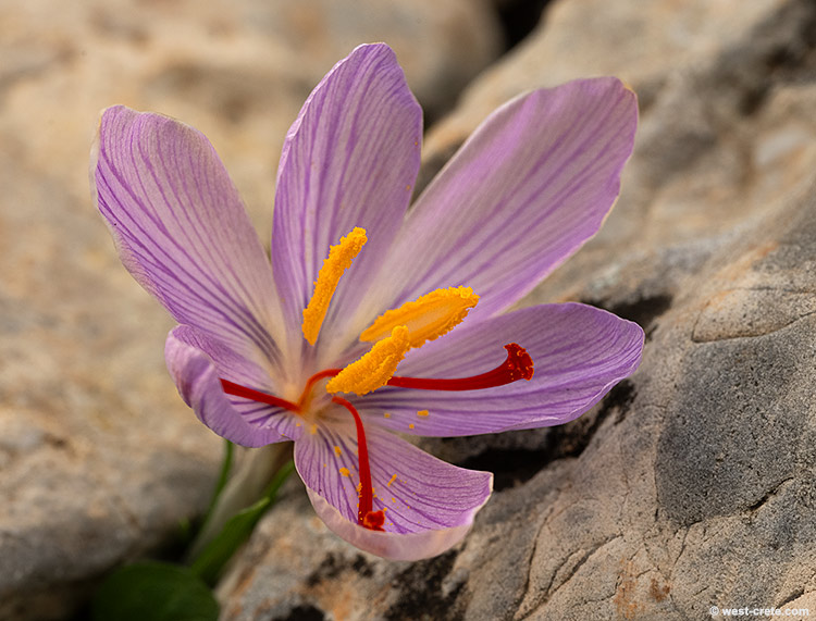 Crocus cartwrightianus - click on the image to enlarge Crocus cartwrightianus
- click on the image to enlarge
