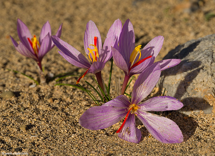 Crocus cartwrightianus - click on the image to enlarge Crocus cartwrightianus
- click on the image to enlarge