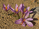 Crocus cartwrightianus