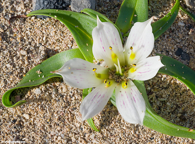 Androcymbium rechingeri - click on the image to enlarge Androcymbium rechingeri
- click on the image to enlarge