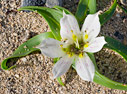 Androcymbium rechingeri