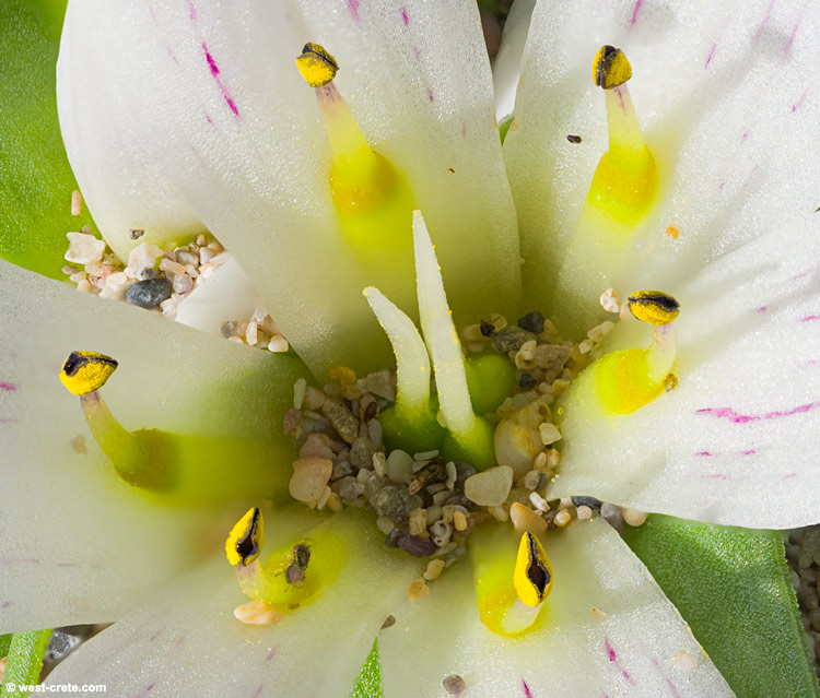 Androcymbium rechingeri - close-up
 -  click on the image to enlarge