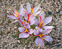 Crocus cartwrightianus