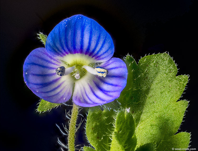 Veronica persica - click on the image to enlarge Veronica persica
- click on the image to enlarge