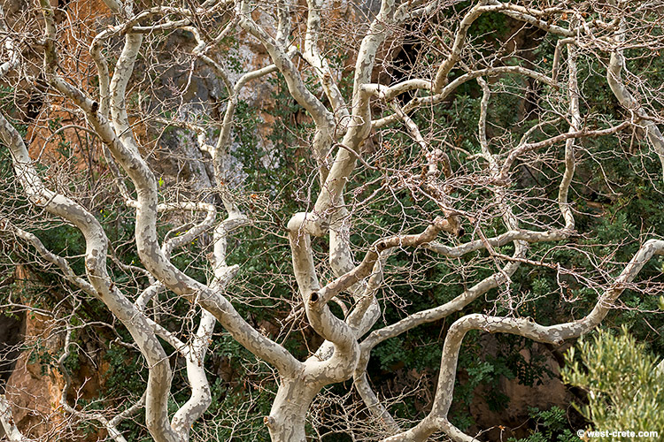 Plane tree in winter - click on the image to enlarge Plane tree in winter
- click on the image to enlarge
