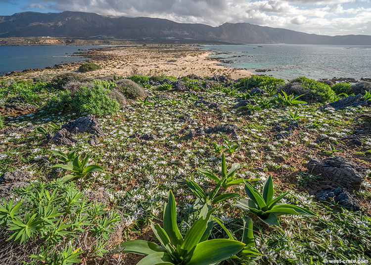 Androcymbium rechingeri in Elafonisi - click on the image to enlarge Androcymbium rechingeri in Elafonisi
- click on the image to enlarge
