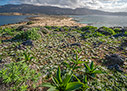 Androcymbium rechingeri in Elafonisi
