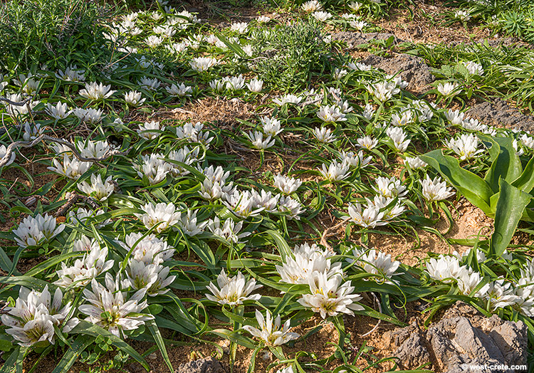 Androcymbium rechingeri in Elafonisi - click on the image to enlarge Androcymbium rechingeri in Elafonisi
- click on the image to enlarge