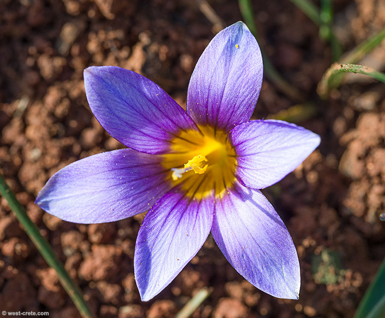 Romulea bulbocodium - click on the image to enlarge Romulea bulbocodium
- click on the image to enlarge