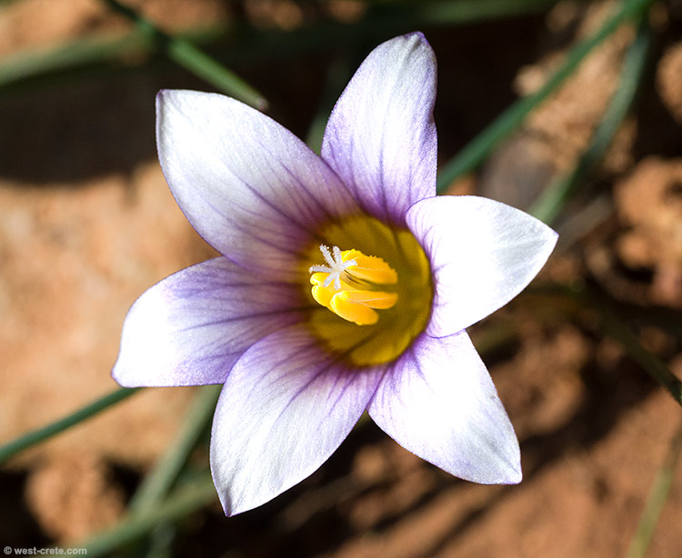 Romulea bulbocodium - click on the image to enlarge Romulea bulbocodium
- click on the image to enlarge