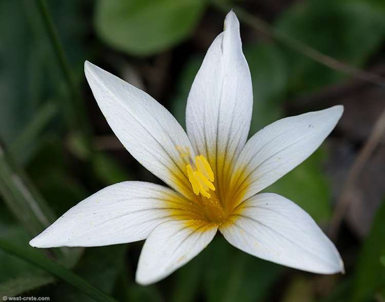 Romulea bulbocodium - click on the image to enlarge Romulea bulbocodium
- click on the image to enlarge