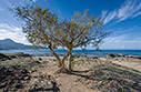 A tamarisk tree in Falasarna