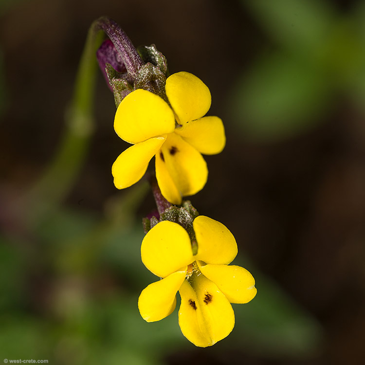 Viola scorpiuroides - click on the image to enlarge Viola scorpiuroides
- click on the image to enlarge