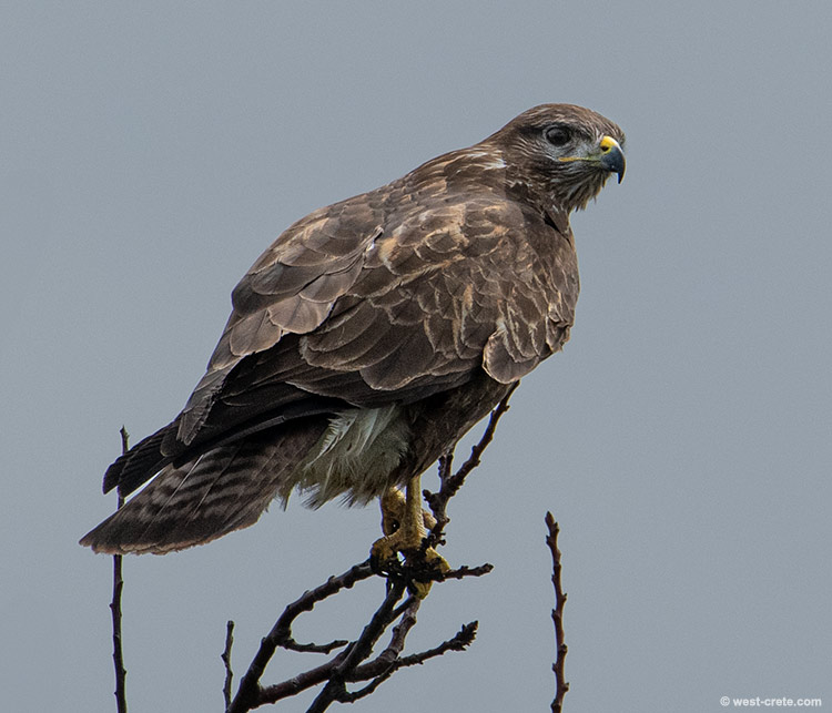 Common Buzzard - click on the image to enlarge Common Buzzard
- click on the image to enlarge