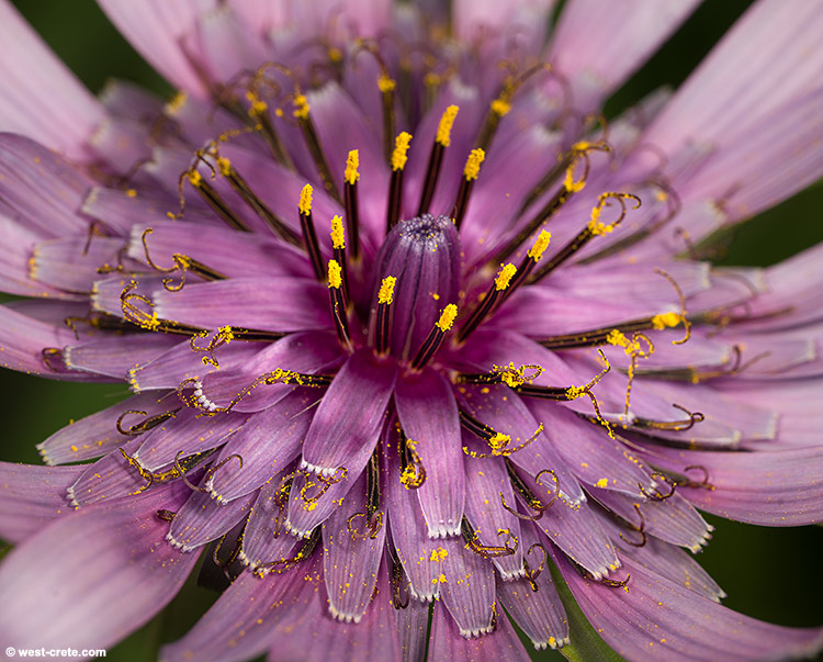 Tragopogon porrifolius - click on the image to enlarge Tragopogon porrifolius
- click on the image to enlarge