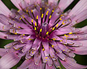 Tragopogon porrifolius close-up