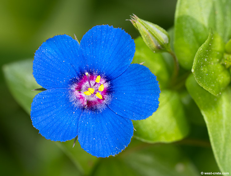 Anagallis arvensis - click on the image to enlarge Anagallis arvensis
- click on the image to enlarge
