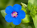 Anagallis arvensis close-up