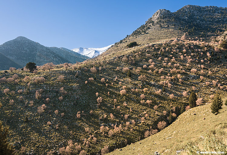 Morning light in the mountains - click on the image to enlarge Morning light in the mountains
- click on the image to enlarge