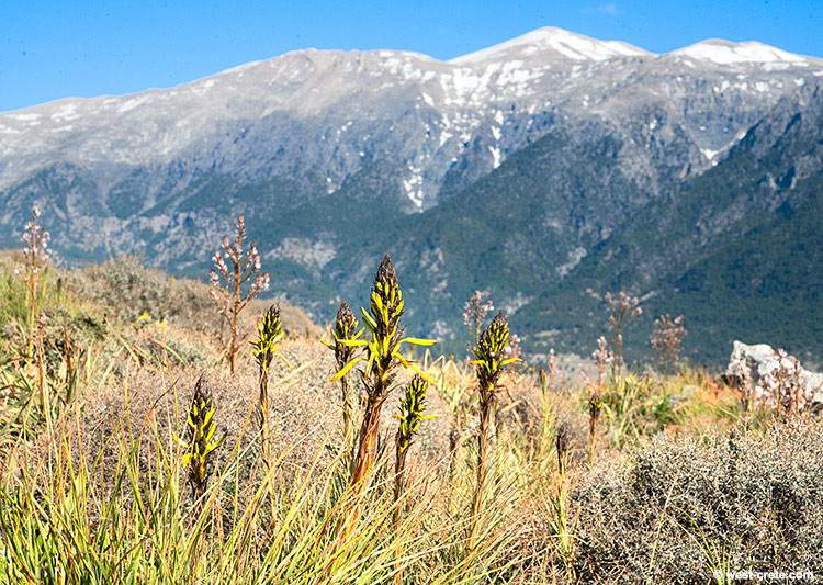 Spring time in Anopolis - click on the image to enlarge Spring time in Anopolis
- click on the image to enlarge