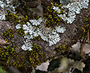 Lichen and moss on an oak tree