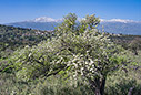Spring in Apokorona