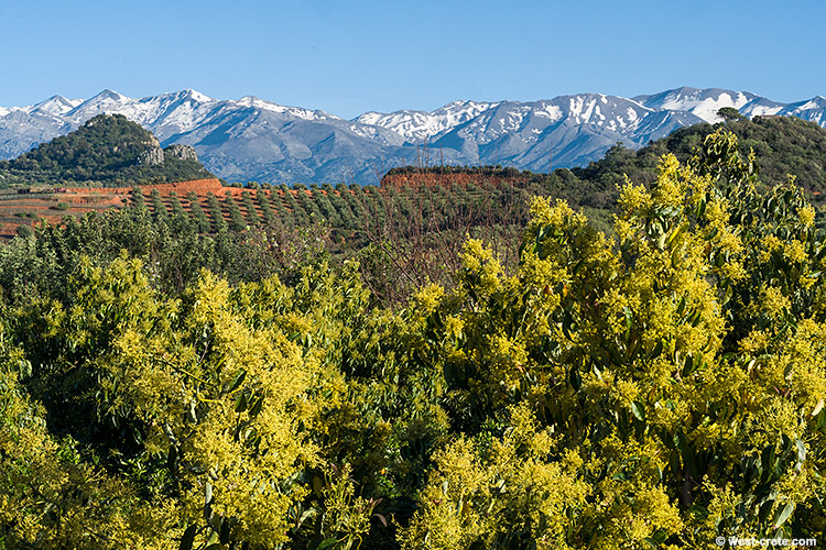 Avocado trees in bloom - click on the image to enlarge Avocado trees in bloom
- click on the image to enlarge