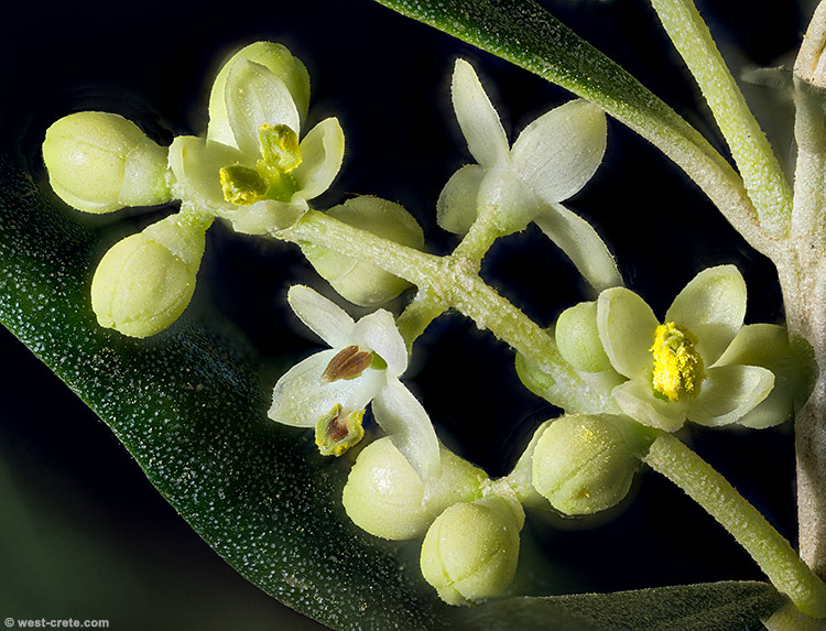Olive flowers - click on the image to enlarge Olive flowers
- click on the image to enlarge