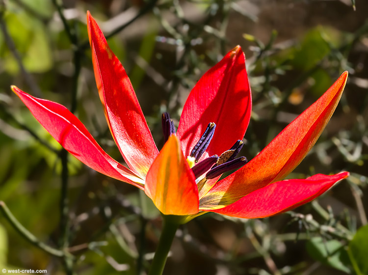 Tulipa goulimyi - click on the image to enlarge Tulipa goulimyi
- click on the image to enlarge