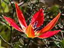Tulipa goulimyi 