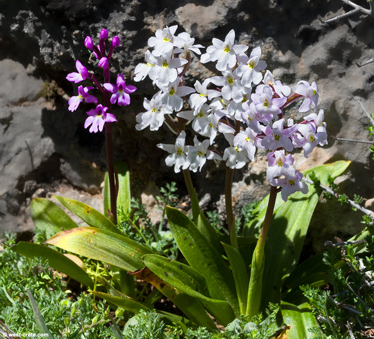 Orchis quadripunctata - click on the image to enlarge Orchis quadripunctata
- click on the image to enlarge