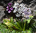 Orchis quadripunctata