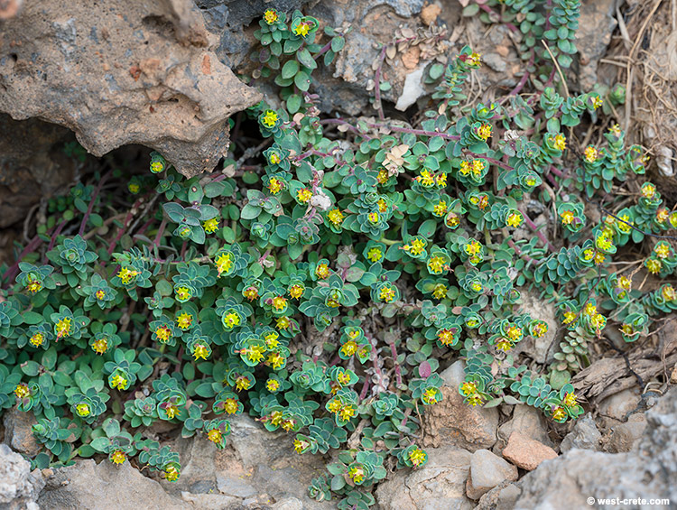 Euphorbia herniariifolia - click on the image to enlarge Euphorbia herniariifolia
- click on the image to enlarge