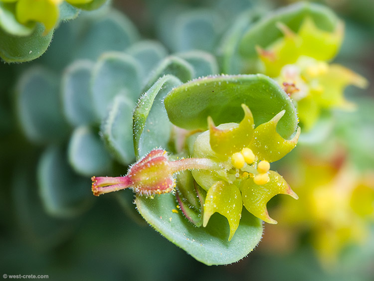 Euphorbia herniariifolia - click on the image to enlarge Euphorbia herniariifolia
- click on the image to enlarge