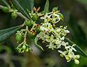 Olive flowers