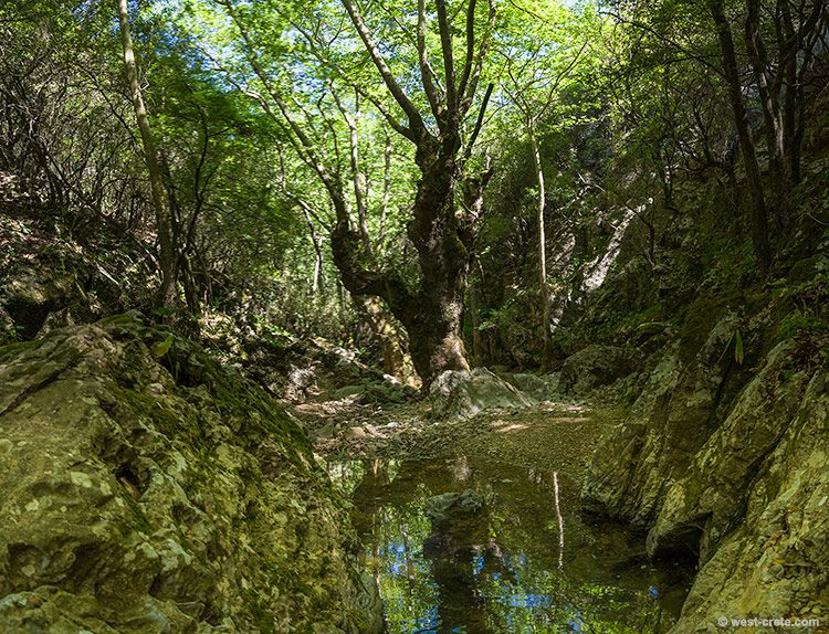 Kato Poros gorge - click on the image to enlarge Kato Poros gorge
- click on the image to enlarge