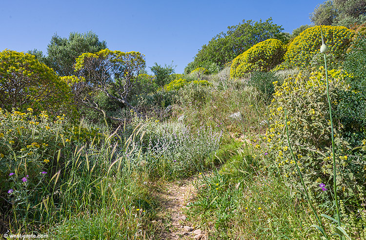 On the path to the acropolis of Polyrinia - click on the image to enlarge On the path to the acropolis of Polyrinia
- click on the image to enlarge