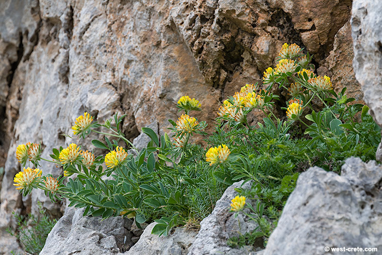 Anthyllis vulneraria subsp. pindicola - click on the image to enlarge Anthyllis vulneraria subsp. pindicola
- click on the image to enlarge